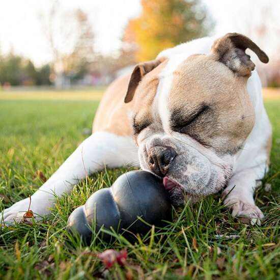 KONG Extreme toy for dogs - Image 2