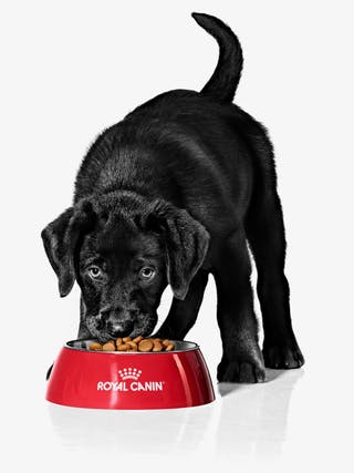 تغذية جرو لابرادور