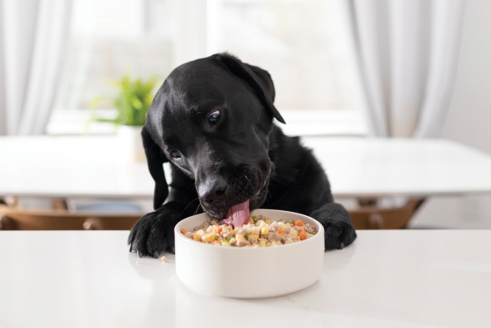 ماذا تتوقع عند إطعام الكلب طعامك الطازج !!